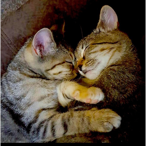 Meet your Posher, Tobi - Picture 5 of 14